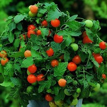 60 Seeds Heirloom &#39;Da Tong&#39; Green Pearl Cherry Tomato Organic - $167.24 MXN