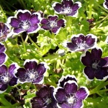 Nemophila Penny Black Flower Seeds Garden - $7.20