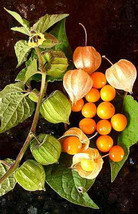 FREE SHIPPING Physalis peruviana Cape Gooseberry Peruvian Ground CherryPohaBerry - £14.38 GBP