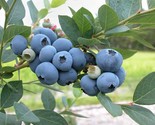 1 Blueray Northern Highbush Blueberry - 2 Year Old Plants - Quart Size  ... - $25.60