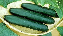 Cucumber, Straight Eight Cucumber Seeds, Heirloom, Organic 99+ Seeds, Great for  - £3.17 GBP