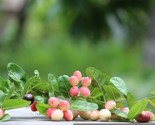 Indian Cherry Rhamnus Caroliniana Deciduous Tree  10 Seeds - $8.99