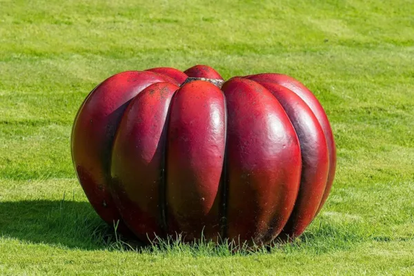 Rouge Vif D&#39;Etampes Pumpkin Seeds For Planting (10 Seeds)-Grow Vivid Pumpkins Us - £15.88 GBP