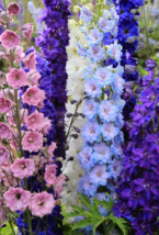 50 Pc Seeds Doubles Mixed Delphinium Perennial Flower Seeds for Planting... - $16.80