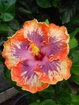 JGBOS Sell 20 Orange Purple Hibiscus Seeds Flowers Perennial Flower Seeds Bloom - £6.95 GBP