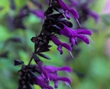 Purple Black Salvia  Flower 50 Seeds Perennial Flowers Hummingbird - $5.78