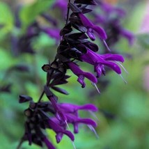 Purple Black Salvia  Flower 50 Seeds Perennial Flowers Hummingbird - £4.55 GBP
