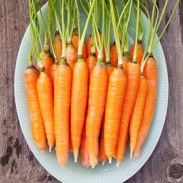 Carrot Seeds - Scarlet Nante  vegetable GARDEN culinary SOUPS - $2.54