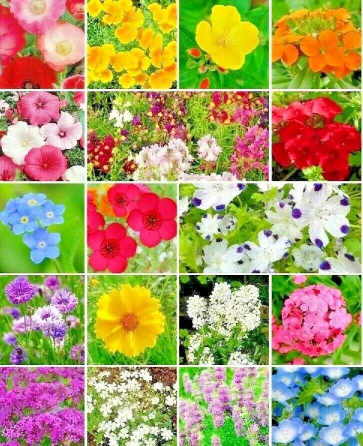 2001 Partial Shade Wildflower Mix 18 Different Annual Seeds Pollinators - £5.37 GBP