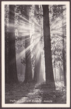 Yosemite National Park, CA RPPC - Shafts of Light through the Redwoods - $12.25