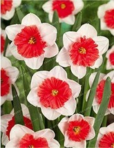100 pcs Narcissus Flower Balcony Plants Seeds - White and Rose Red Centre Flower - £8.58 GBP