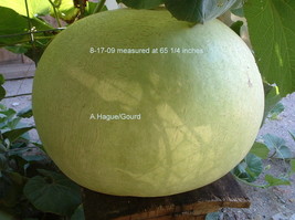 LKS Bushel Basket Gourd Lagenaria Siceraria Seeds 30-50 Lbs Home Garden - $183.83 MXN