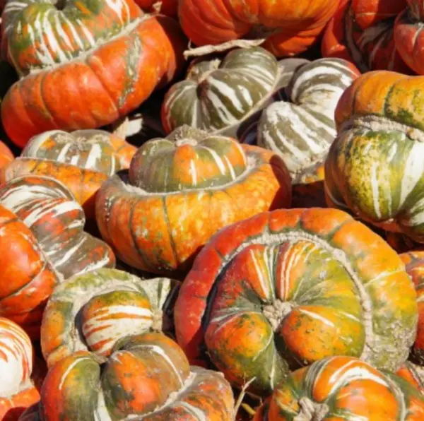 Gourd Turk’S Turban Heirloom Huge Decorative Edible Non-Gmo Usa 12 Seeds... - $11.96