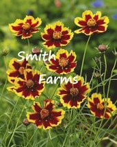 HSeeds 25+ Seeds Red Yellow Tickseed Flowers (Coreopsis Tinctoria) - £5.36 GBP