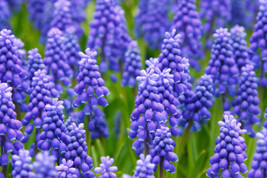 20 Seeds Grape Hyacinth Muscari Armeniacum R API D Bloom Heirloom Seeds Garden Upg - £6.83 GBP