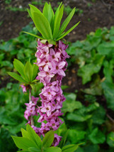 Paradise Plant {Daphne Mezereum} 10 Seeds  - £14.79 GBP