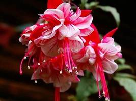 Real Bonsai Potted Flower Home Garden Plants Hanging Fuchsia Flowers, 200 PCS SE - £12.49 GBP