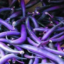 Royal Burgundy Bean Seeds Purple Bush Beans Open Pollinated Purple Bush Beans. 6 - £10.17 GBP