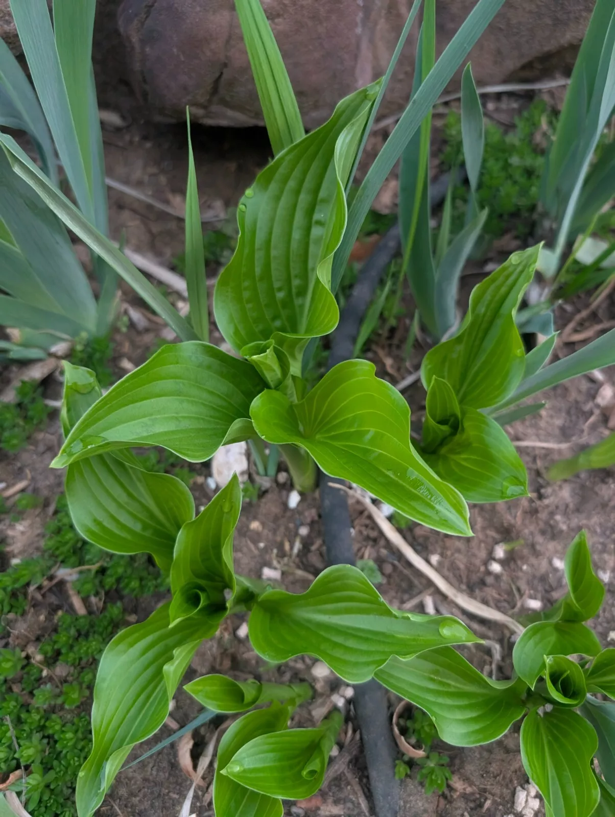 Green Leaf Hosta ~ Live Plant ~ Royal Standard Hosta White Blooms - $26.19