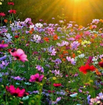VN 1000 Mix Cosmos Flower Seeds 11 Colors Garden Seeds - $10.10