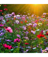 VN 1000 Mix Cosmos Flower Seeds 11 Colors Garden Seeds - $10.10