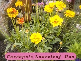 Fast Growing 239 Seeds Coreopsis Lanceleaf Perennial Usa - $40.22 MXN