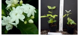 MAID OF ORLEANS JASMINE Jasminum sambac Rooted STARTER Plant Extremely F... - £27.10 GBP