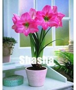 100PCS Amaryllis Seeds - €4,00 EUR