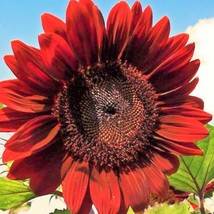 Velvet Queen Sunflower Seeds Big Red Sun Flower Rouge Burgundy Maroon Pi... - $9.90