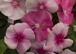 Vinca Vitalia Sweetheart Mix 25 Vinca Seeds Flower   - £16.42 GBP