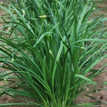 New Chinese Flowering Leek seeds Half gram Asian Tasty Herbs Fresh 150 s... - £8.08 GBP