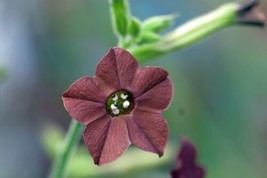 Nicotiana Bronze Queen * 50    Unique Chocolate Color  Ummngbird Attractor From  - $6.99