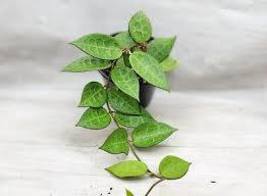 Hoya Black Margin in 4 inch planted pot - £26.82 GBP