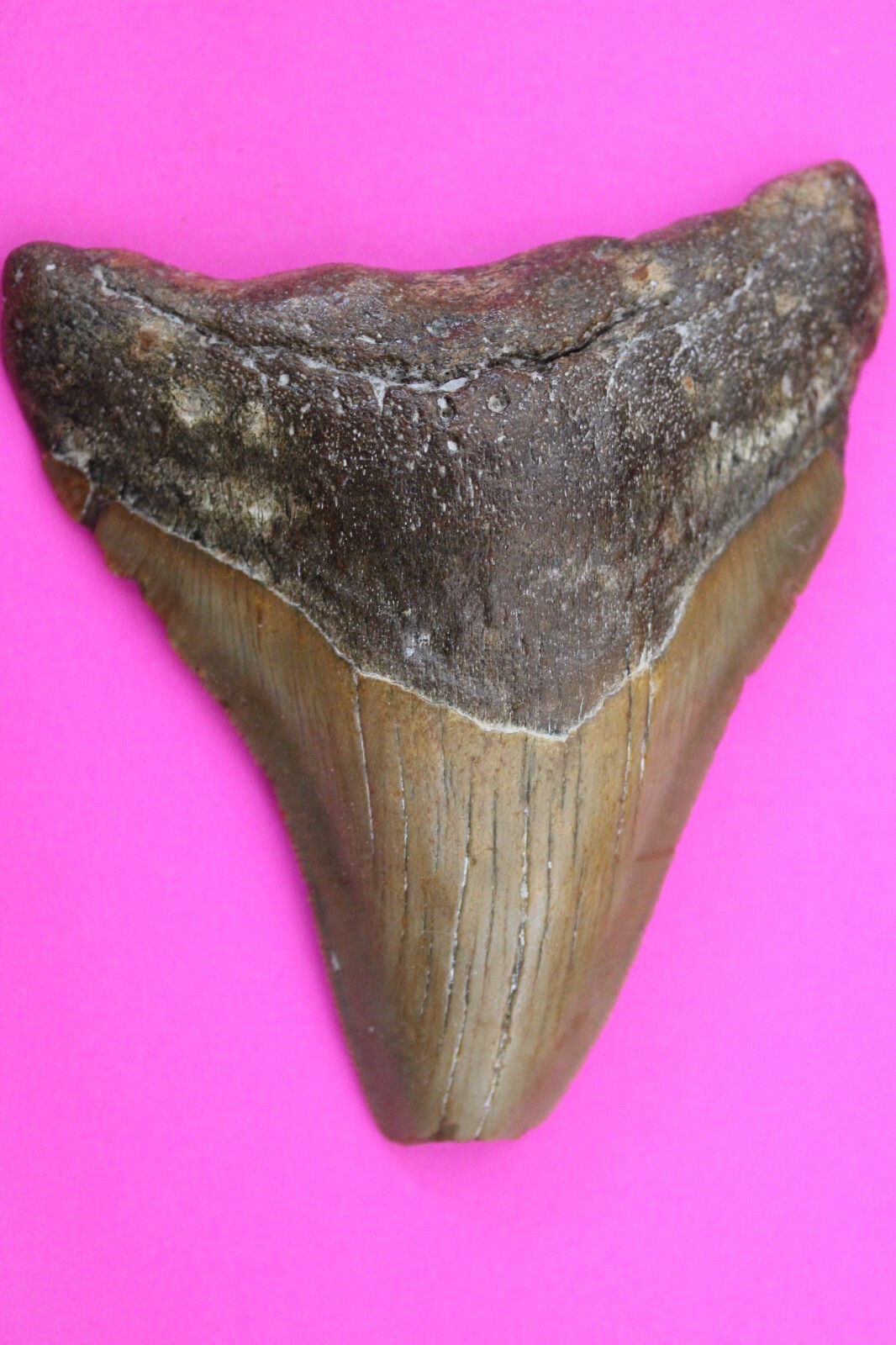 Authentic Megadolon Shark Tooth 3.75 Inches 88 Grams Fossil Dino Girl CO... - $112.99