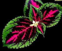 Janpanese Bonsai Coleus Plant Rainbow Dragon Foliage Plant, 100 PCS Seeds D - £12.22 GBP