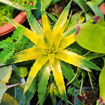 Dyckia Brevifolia Moon Glow Seeds Succulent Like Bromeliad With Yellow Center Fo - $9.86