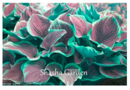 SEEDS 200 pcs Hosta Pink Fragrant Plantain Lily Bonsai Perennial Flower - £6.28 GBP