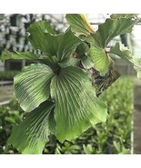 Best Elephant Staghorn Fern / Platycerium elephantotis / Live Plant - $35.99