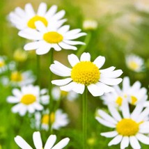 New Seeds 3500 seeds of German Chamomile Fresh Flower USA Seller - $30.24