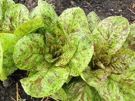 LETTUCE FORELLENSCHLUSS, 250 SEEDS R - $267.26 MXN
