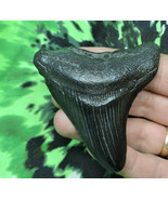 2 INCH REAL MEGALODON SHARK TOOTH BIG FOSSIL GIANT GENUINE PREHISTORIC M... - $69.25