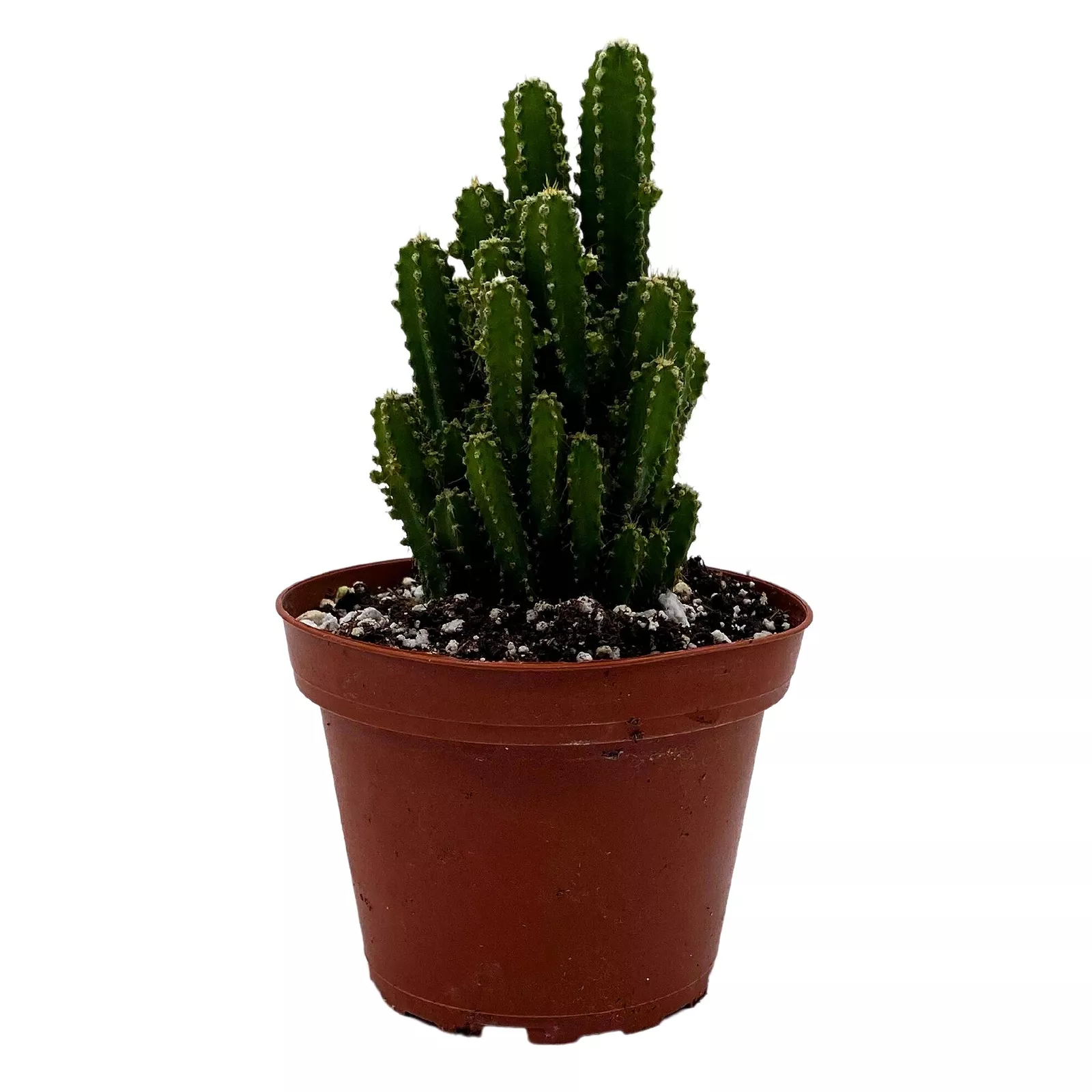 Fairy Castle Cactus Acanthocereus Tetragonus Night-Blooming Cereus Triangle C - $45.49
