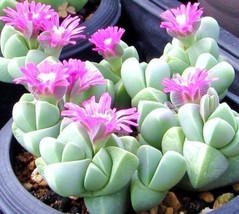 Gibbaeum Petrense, exotic succulent rare ice living rocks mesembs seed 20 SEEDS - £24.59 GBP