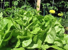 Lettuce Seed Bibb Leaf Lettuce 25 Seeds Garden Fresh Seeds Gardening - $3.38