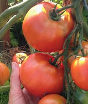 50 Seeds Rocket Tomato Vegetable Edible Canning Beautiful Garden Fresh USA Garde - $12.49