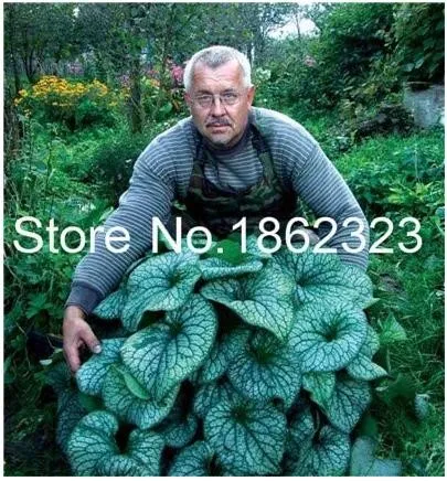 200 PCS Colorful Hosta Flores Indoor Bonai Seeds - £4.46 GBP