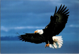 Postcard Bird Bald Eagle Soaring Through the Sky  Unposted  6 x 4 &quot; - £3.10 GBP