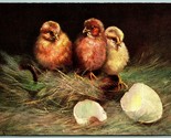 Artist Signed Muller Baby Hatched Chicks In Hay 19i07 DB Postcard I10 - $3.91