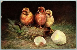 Artist Signed Muller Baby Hatched Chicks In Hay 19i07 DB Postcard I10 - £3.17 GBP