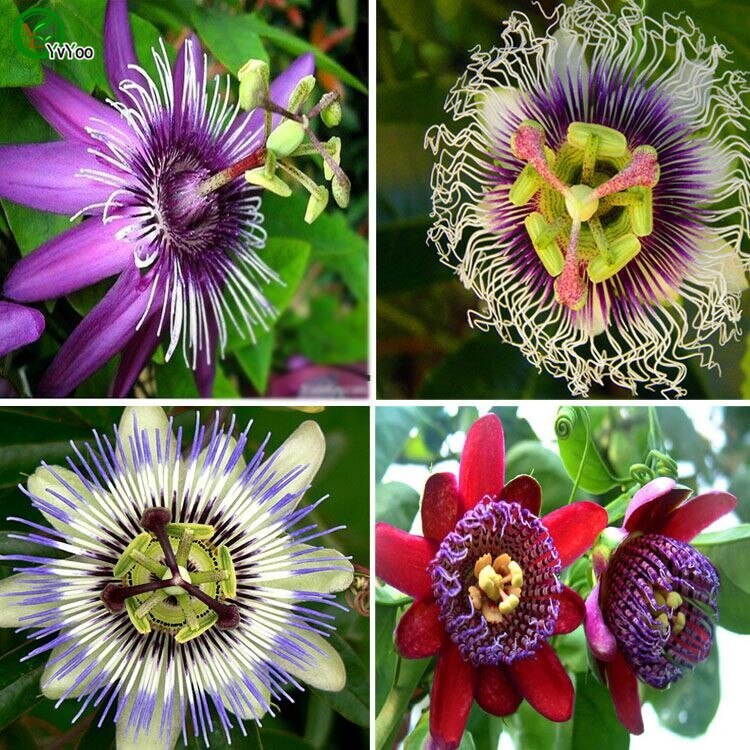 Fresh Passion Flowers, 120 seeds
